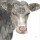 Beverly Dyer, FARM COW