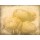 Kimberly Allen, RANUNKELN BLOOMS