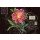 Ophelia & Co, DARK PINK FLOWER II