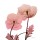 Albert Koetsier, Golden Blush 2