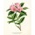 Cynthia Alvarez, Botanical 1