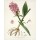 Cynthia Alvarez, Botanical 2