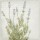 Kimberly Allen, Lavender 1