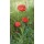 Joke Frima, Poppies