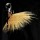 Onrei, Golden Dress Puff Mate