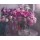 Dorry van de Winkel, Peonies
