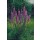 Eric De Vree, Purple loosestrife