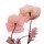 Albert Koetsier, Golden Blush 2