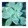 Debbie Pearson, Succulent Splendor 5