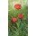Joke Frima, Poppies