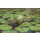 Joke Frima, Tropical Water Lily