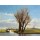 Martin Sijbesma, Landscape near Dedgum