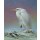 Erik van Ommen, Great Egret