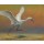 Erik van Ommen, Little Egret