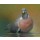 Erik van Ommen, Common Wood Pigeon