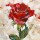Dorus Brekelmans, Rose