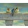 Erik van Ommen, Young Barn Swallows