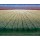Dubbeldam, White tulipfields