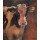 Geke Steenmetz, Bull Calf
