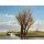 Martin Sijbesma, Landscape near Dedgum