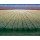 Dubbeldam, White tulipfields
