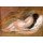 Pierre-Auguste Renoir, Schlafender Akt von hinten, ockerfarbener Hintergrund (Nu Couche, vu de Dos, sur fond Ocre). Ca. 1885