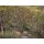 Alfred Sisley, Unter Bäumen.