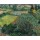Vincent van Gogh, Mohnfeld. 1889.