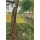 Otto Modersohn, Birkenallee mit Katze. 26.5.1903.