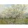 Vincent van Gogh, Der weiße Obstgarten. 1888