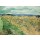 Vincent van Gogh, Weizenfeld mit Kornblumen, Auvers-sur-Oise. 1890