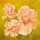 Fasani, SUMMER FLAIR I