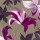 Sally Scaffardi, LILY XXII
