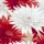 Sally Scaffardi, ELATION II