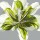 Sally Scaffardi, SPRING GREENS I