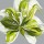 Sally Scaffardi, SPRING GREENS II