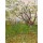 Vincent van Gogh, Blühender Obstgarten. 1888