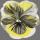 Sally Scaffardi, PANSIES I