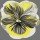 Sally Scaffardi, PANSIES I