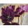 David Sedalia, FLOWERS III