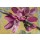 David Sedalia, FLOWERS IV