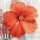Enrico Sestillo, HIBISCUS II
