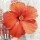 Enrico Sestillo, HIBISCUS II