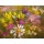 Fasani, POTPOURRI OF FLOWERS II