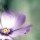 Tracey Telik, LONELY LILAC I