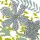 Lorraine Rossi, FAB FLOWERS IV