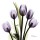 Albert Koetsier, X-RAY PURPLE I