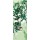 Sally Scaffardi, GREEN ALLURE I