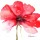Leticia Herrera, WATERCOLOR POPPY I