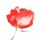 Leticia Herrera, WATERCOLOR POPPY II